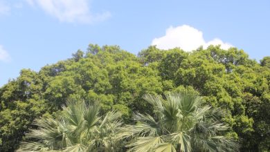 Photo of حالة الطقس: درجات الحرارة أعلى من المعدل