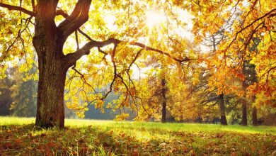 Photo of حالة الطقس: جو خريفي بارد