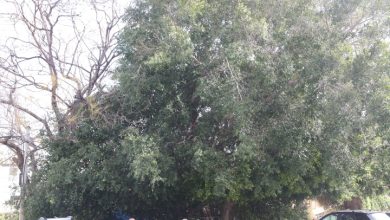 Photo of حالة الطقس: أجواء خريفية وانخفاض الحرارة