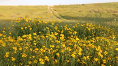 Photo of الصخرة الجاثمة والربيع المنتظر