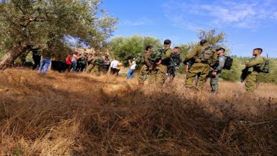 Photo of مستوطنون يعتدون على قاطفي الزيتون في صوريف شمال الخليل