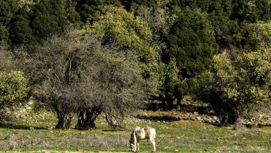 Photo of حالة الطقس: صاف وبارد