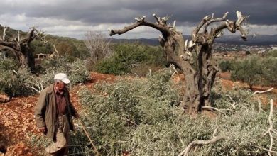 Photo of تقرير يتناول تصعيد المستوطنين لهجماتهم خلال موسم الزيتون