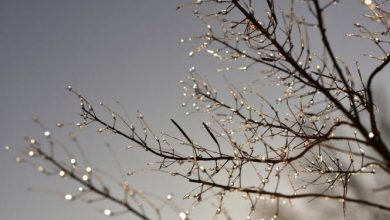 Photo of حالة الطقس: منخفض جوي وأمطار متفرقة اليوم