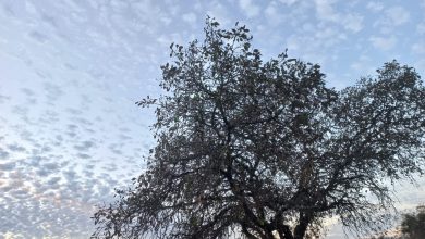 Photo of حالة الطقس: أجواء غائمة وارتفاع على درجات الحرارة