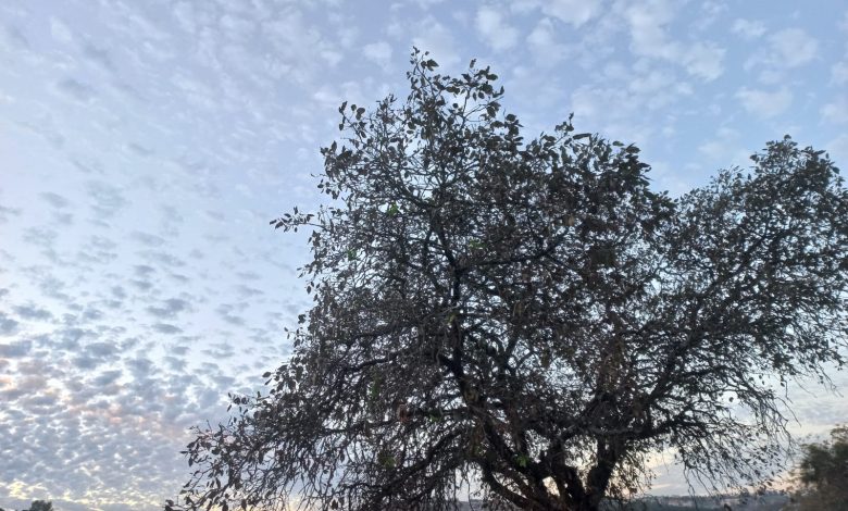 تصوير: موطني 48