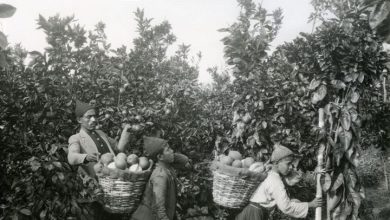 Photo of برتقال يافا “الحزين” ثروة مسروقة