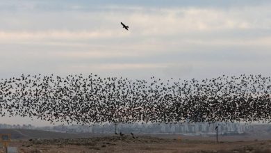 Photo of حالة الطقس: انخفاض في درجات الحرارة وإمكانية هطول أمطار محلية