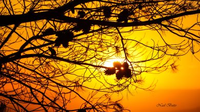 Photo of حالة الطقس: الحرارة ترتفع وتصبح أعلى من معدلها