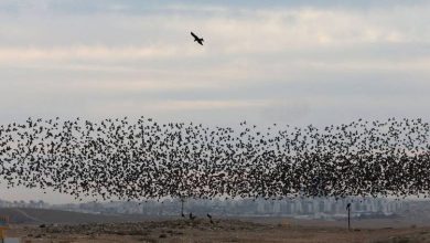 Photo of حالة الطقس: غائم جزئيا وأمطار على فترات في وسط وشمالي البلاد