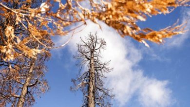 Photo of حالة الطقس: غائم جزئيا وارتفاع آخر في درجات الحرارة