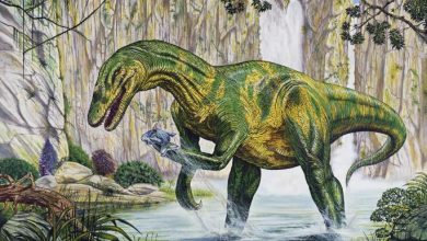 Photo of البرتغال: اكتشاف ديناصور برأس شبيه بالتمساح