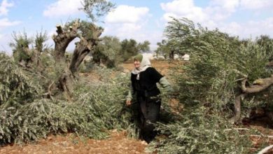 Photo of مستوطنون يقتلعون 60 شتلة زيتون جنوب الخليل