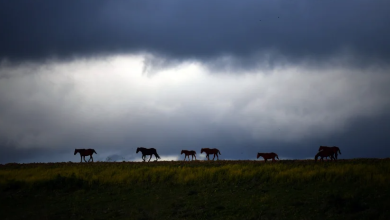 Photo of حالة الطقس: انخفاض درجات الحرارة وأمطار متفرقة في مختلف المناطق