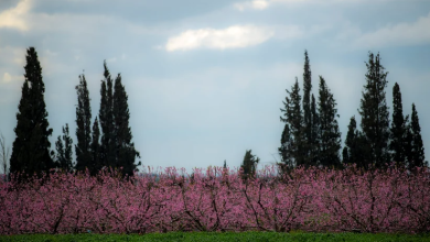 Photo of حالة الطقس: استمرار الأجواء الباردة