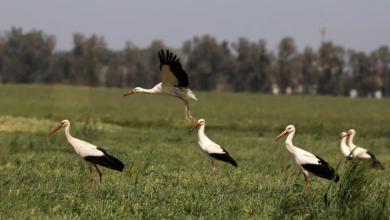 Photo of حالة الطقس: حار وجاف.. والخميس انحسار موجة الحر