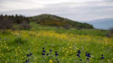 Photo of حالة الطقس: انخفاض طفيف في درجات الحرارة