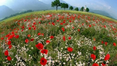 Photo of حالة الطقس: ثبات بدرجة الحرارة .. ربيعي ولطيف نهاراً ..وبارد نسبياً ليلاً