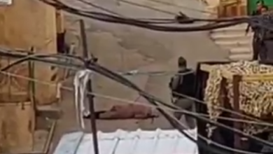 Photo of استشهاد سيدة فلسطينية من الخليل برصاص الاحتلال
