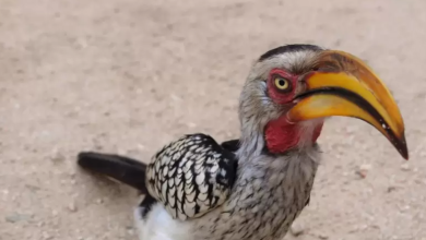 Photo of طائر “تربع على عرش” نجوم هوليوود الكرتونية أول ضحايا التغير المناخي