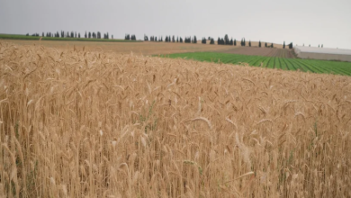 Photo of حالة الطقس: أجواء صافية ودرجات الحرارة أعلى بقليل من معدلها بمثل هذا الوقت