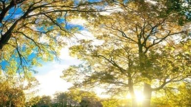 Photo of حالة الطقس: حار وجاف وارتفاع على درجات الحرارة