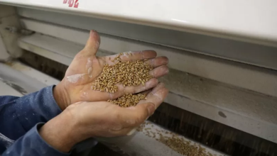 Photo of كيف حولت الحرب الروسية على أوكرانيا القمح إلى سلاح؟