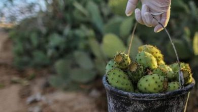 Photo of غزة تنتج 500 طن مانجا و1900 طن تين شوكي الموسم الحالي