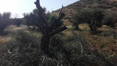 Photo of مستوطنون يقتلعون 450 شجرة زيتون شمال رام الله