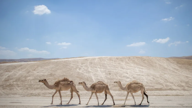 Photo of حالة الطقس: أجواء حارة اعتيادية لمثل هذا الوقت