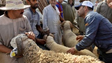 Photo of نار الغلاء تُلهب أسواق الأضاحي في المغرب.. ماذا يقول التجار والمشترون؟