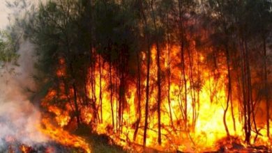 Photo of الغابات.. رئة الأرض المهددة بالاحتباس الحراري