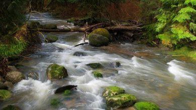 Photo of خيارات العرب في مواجهة الفقر المائي