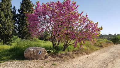 Photo of حالة الطقس: أجواء حارة نسبيا