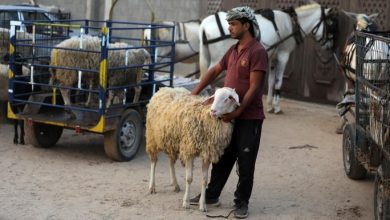 Photo of غذاء غزة في مرمى استهداف الاحتلال: عدوان وإغلاق