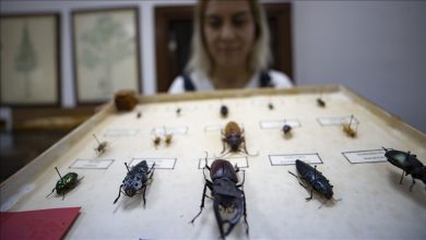 Photo of أنطاليا.. متحف يعرض 530 نوعًا من الحشرات