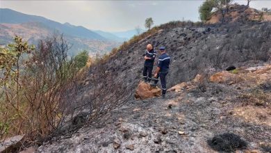 Photo of الجزائر.. ارتفاع حصيلة ضحايا حرائق الغابات إلى 38