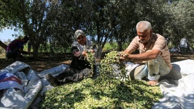 Photo of زيت الزيتون زاد الفلسطينيين في مناهضة المحتل وحفظ الهوية