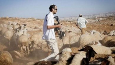 Photo of مستوطنون يلاحقون الرعاة الفلسطينيين في الأغوار