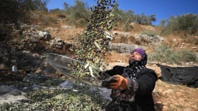 Photo of الاحتلال ومستوطنوه ينغّصون على المزارعين موسم قطف الزيتون