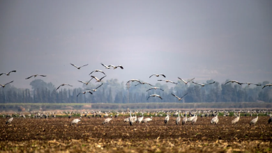 Photo of حالة الطقس: غائم جزئيا وتوقع زخات من المطر في ساعات الصباح