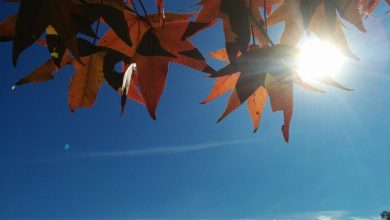 Photo of حالة الطقس: انخفاض ملموس على درجات الحرارة