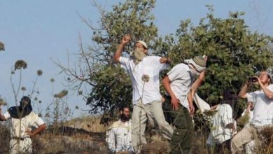 Photo of مستوطنون يهاجمون قاطفي الزيتون في سلفيت