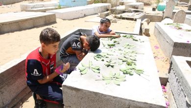 Photo of أطفال عائلة نجم.. أبادهم الاحتلال وبدد أحلامهم