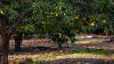 Photo of حالة الطقس: غائم جزئيا وأجواء لطيفة نهارًا