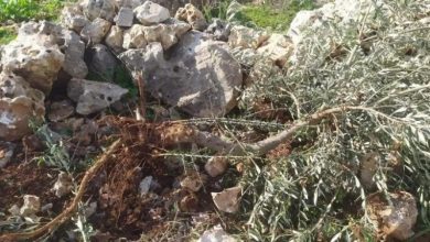 Photo of مستوطنون يقتلعون 30 شتلة زيتون بسلفيت