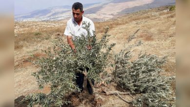 Photo of “أم الكبيش”.. يزرع الفلسطيني الأشجار نهارًا ويقتلعها المستوطنون ليلًا