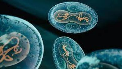 Photo of تعرف على فيروس “نورو” شديد العدوى