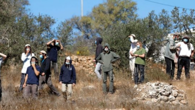 Photo of مستوطنون يقتلعون 80 غرسة زيتون بالضفة
