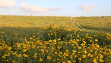 Photo of حالة الطقس: غائم جزئيا ودرجات الحرارة في حدود معدلها لمثل هذا الوقت